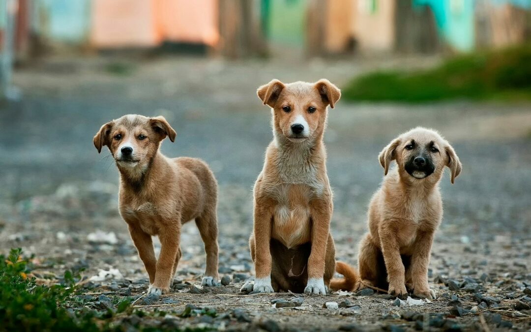 Tierfairliebt Hunderettung Tierschutzverein aus Berlin Hintergrundbild