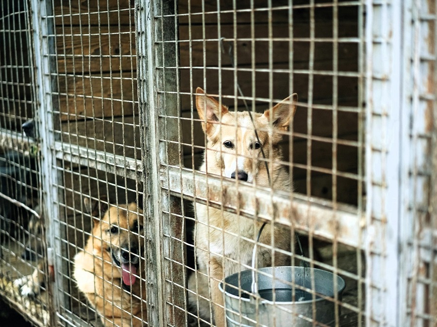 Tierschutzverein Hunderettung Tiere schützen warum Straßenhund oder Hund aus dem Tierschutz adoptieren