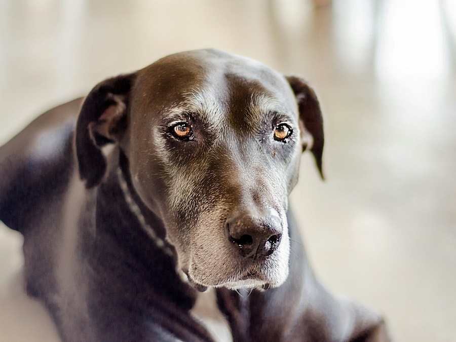 Warum keinen Welpen adoptieren?