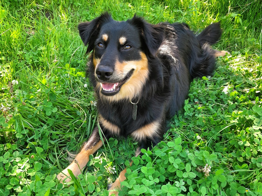 Kann ich einen Hund ohne Garten adoptieren?