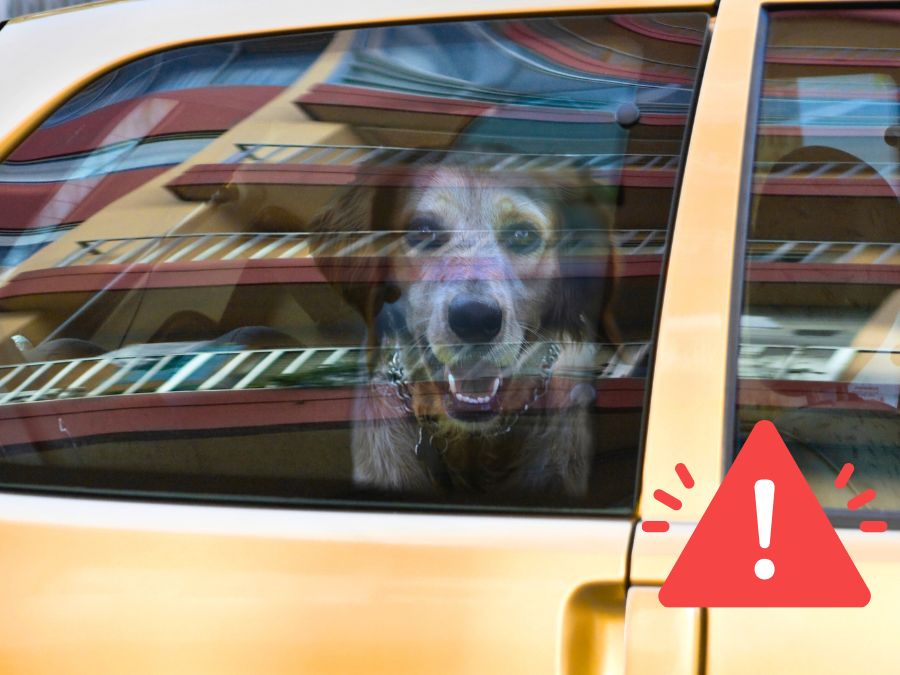 Hitzefalle im Auto