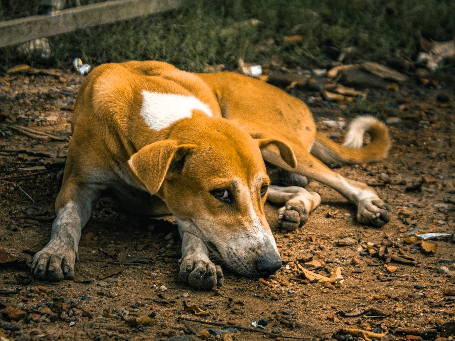 Tierschutzverein Hunderettung Tiere schützen Adoption eines Hundes Adoptionsablauf