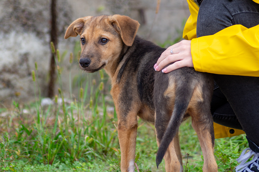 tierschutzverein-tierfairliebt-hunderettung-tiere-schuetzen-hund-aus-ausland-adoptieren Tierschutzverein Hunderettung Tiere schützen Ziele und Werte nachhaltiger Tierschutz Hund aus Ausland adoptieren