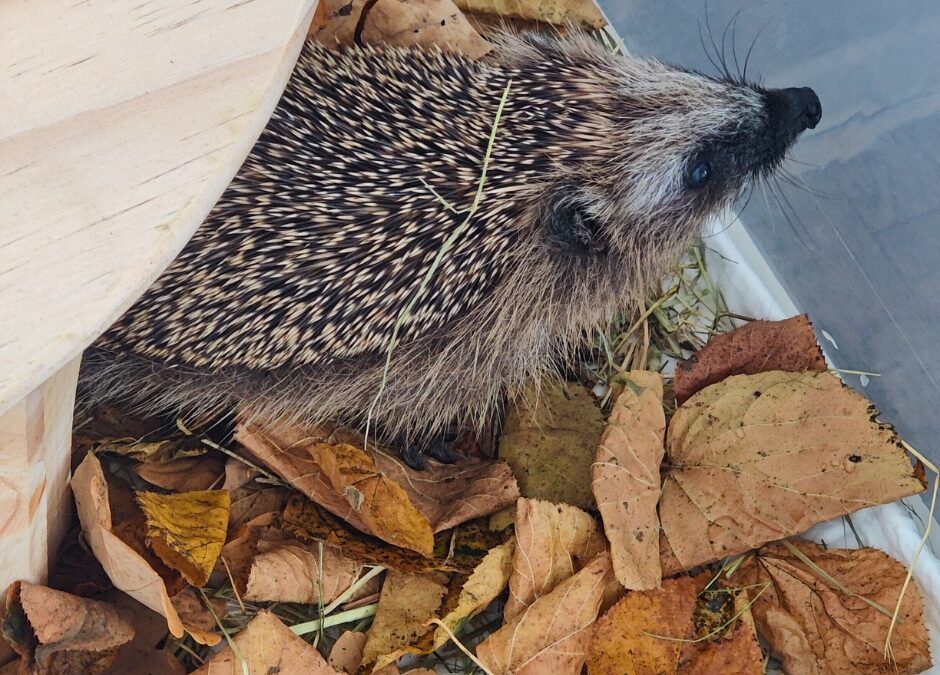 Tierschutzverein Tiere schützen Igel Henry nach den ersten Tagen zur Aufpäppelung