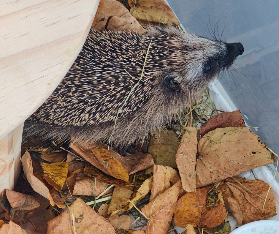 Tierschutzverein Tiere schützen Igel Henry nach den ersten Tagen zur Aufpäppelung