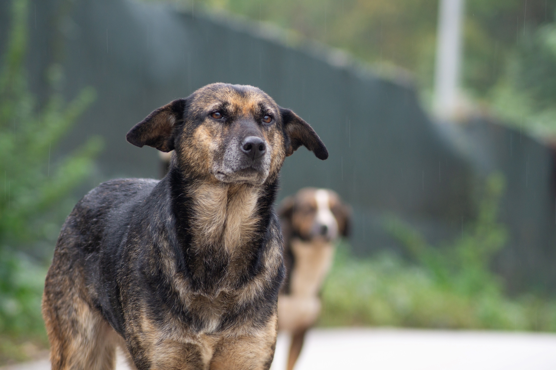tierfairliebt_ev_hintergrundbild_hunde-im-ausland-tierschutz Tierfairliebt Hunderettung Tierschutzverein aus Berlin Hintergrundbild erwachsener Hund