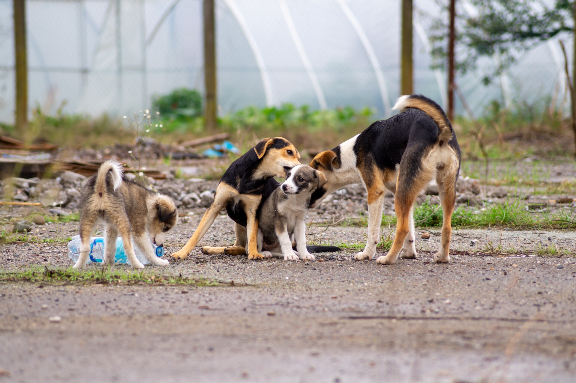 tierfairliebt_ev_hintergrundbild_hunde-im-ausland Tierfairliebt Hunderettung Tierschutzverein aus Berlin Hintergrundbild Welpen