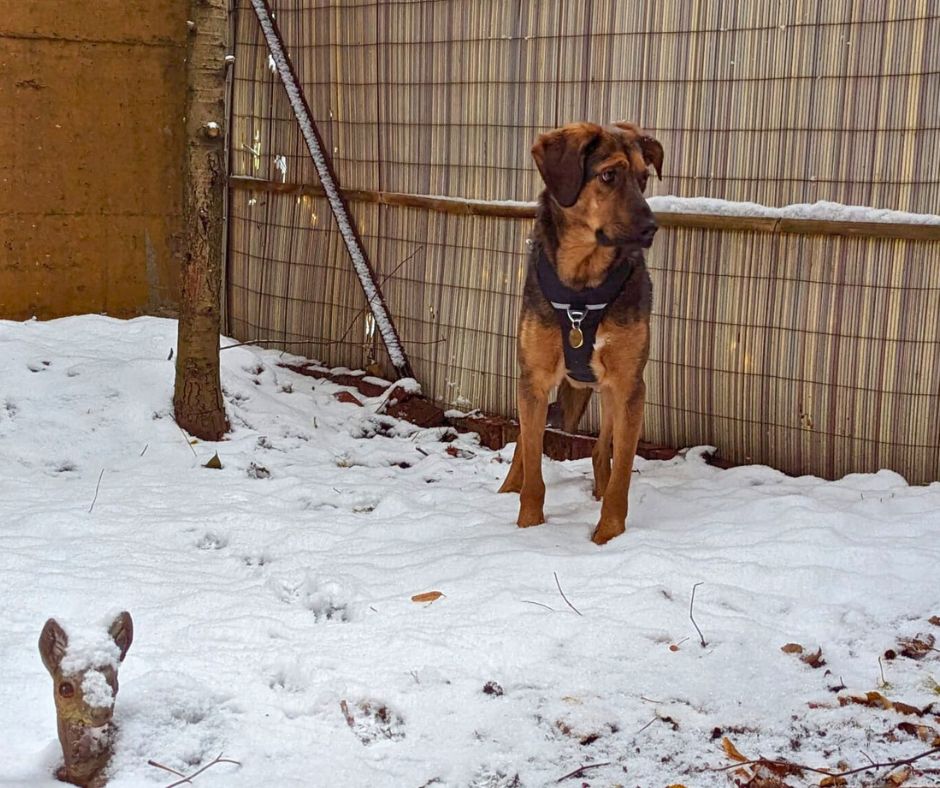 Tierfairliebt Hunderettung Tierschutzverein aus Berlin Pfotenpflege im Winter bei Hunden im Schnee