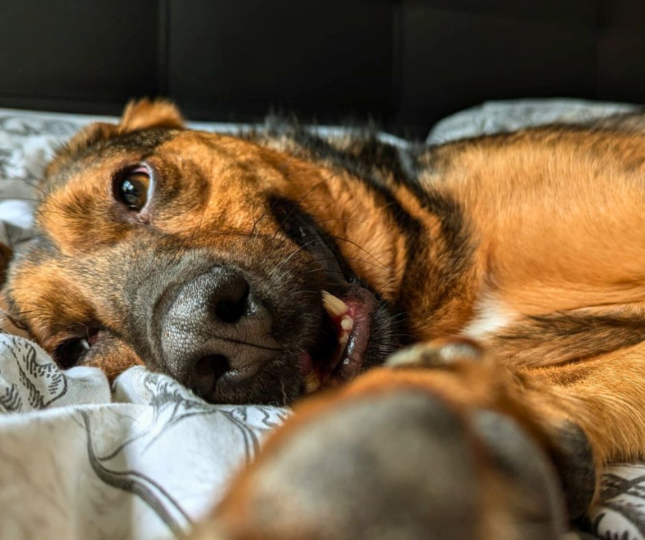 tierfairliebt_ev_pfotenpflege-im-winter-der-hunde Tierfairliebt Hunderettung Tierschutzverein aus Berlin Pfotenpflege im Winter bei Hunden