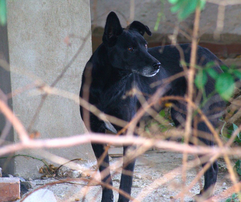 Tierschutzverein Tierfairliebt e.V. schwarze Hunde in den Schatten gestellt ungefährlich