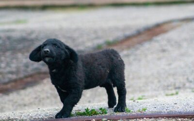 Von Hundekumpels in den Schatten gestellt