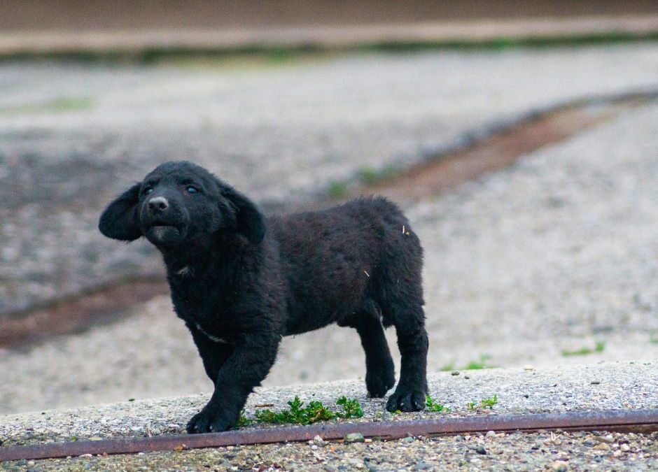 Von Hundekumpels in den Schatten gestellt