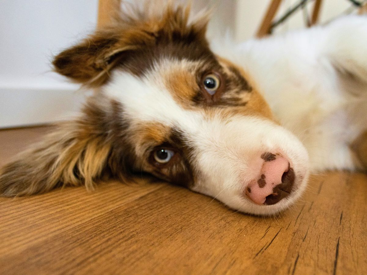 qualzucht-australian-shepherd-merle-syndrom-tierschutzverein-tierfairliebt Qualzucht Australien Shepherd Merle-Syndrom