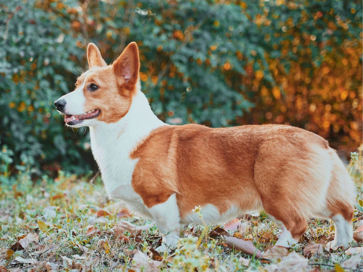 qualzucht-corgi-zwergwuchs-langer-ruecken-kurze-beine-tierschutzverein-tierfairliebt Qualzucht Corgi Zwergwuchs, langer Rücken und zu kurze Beine