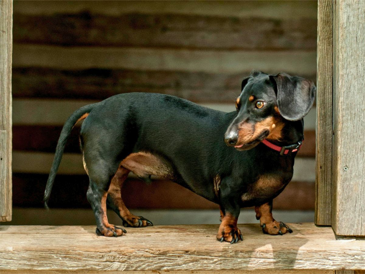 qualzucht-dackel-zwergwuchs-langer-ruecken-kurze-beine-tierschutzverein-tierfairliebt Therapiehund im Alltag