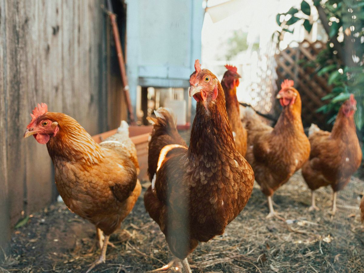 qualzucht-huehner-als-geldeinnahme-tierschutzverein-tierfairliebt Qualzucht Hühner als Geldeinnahme