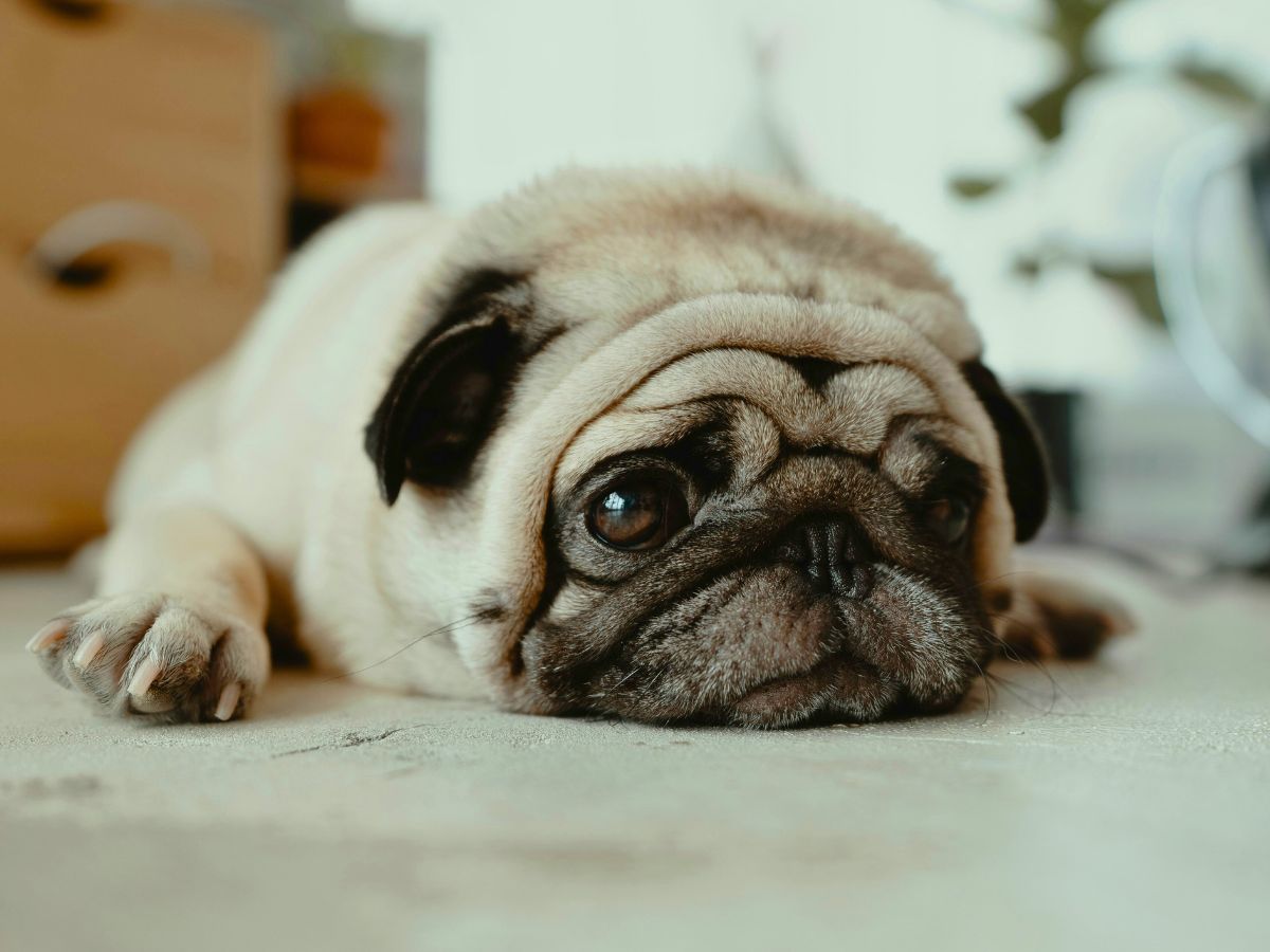 qualzucht-mops-kurze-schnauze-falten-brachzephalie-tierschutzverein-tierfairliebt Qualzucht Mops kurze Schnauze (Brachzephalie) und Faltigkeit