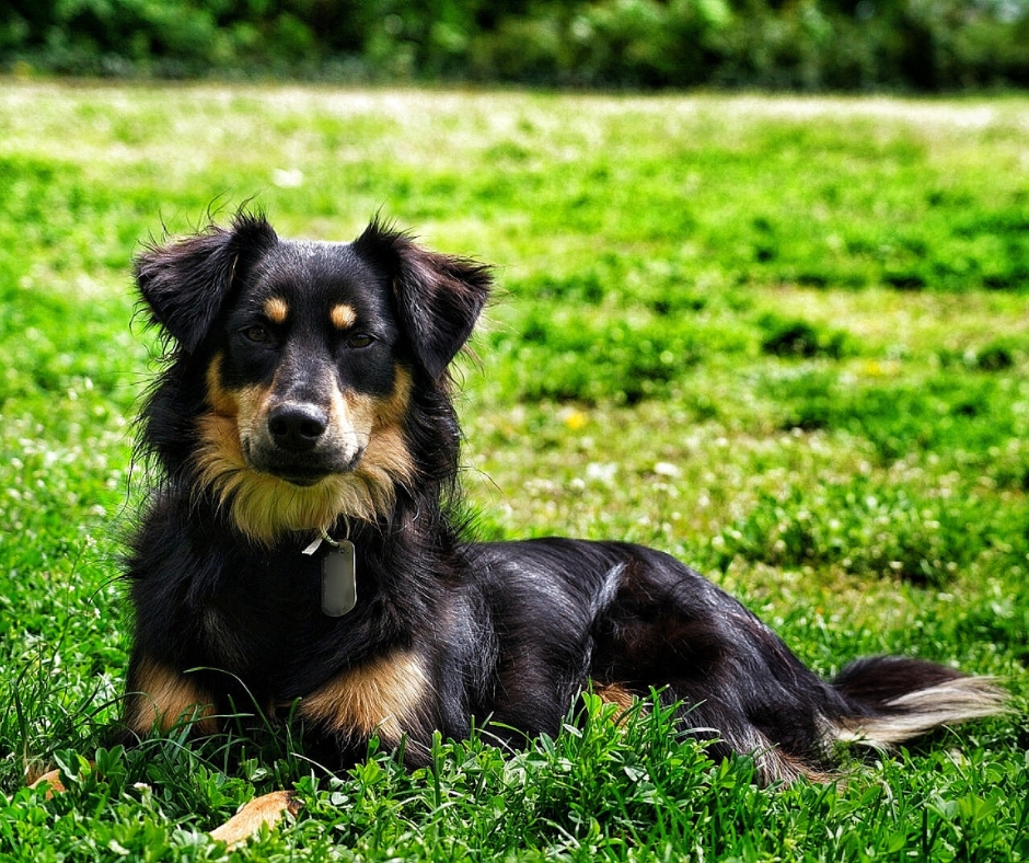 therapiehund-im-alltag-tierschutzverein-tierfairliebt Therapiehund im Alltag