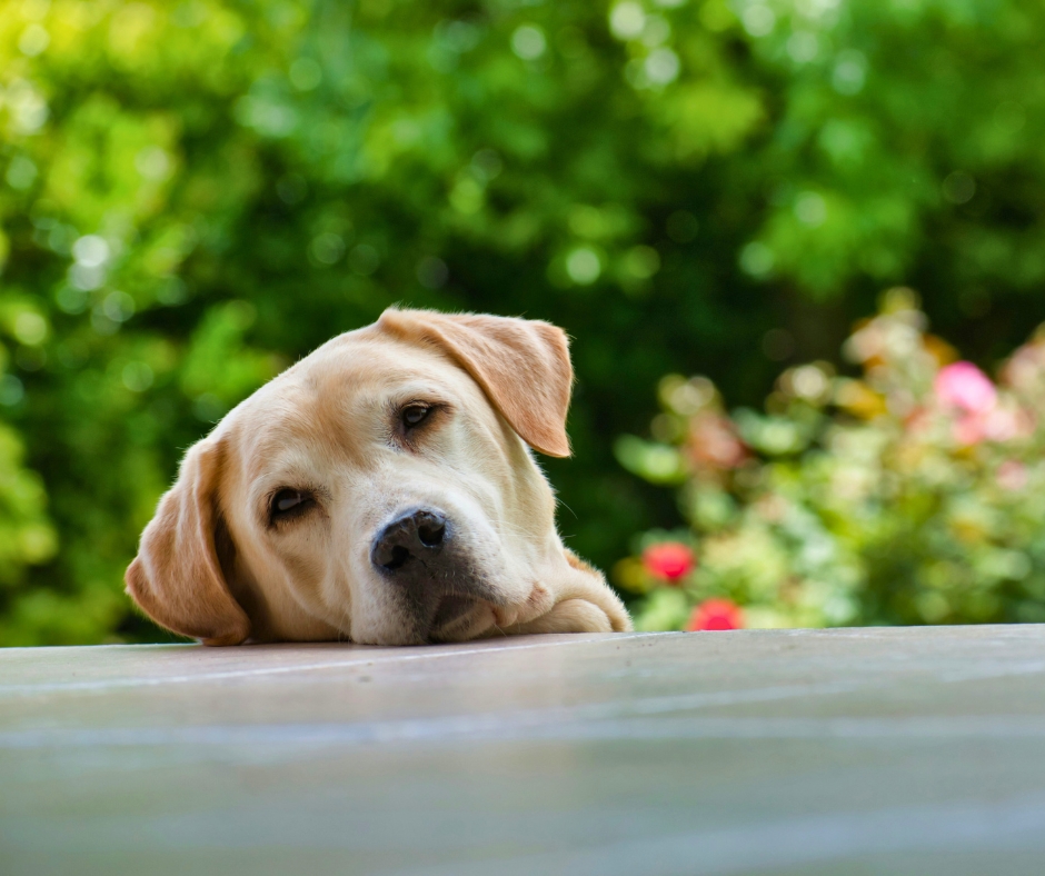 therapiehund-labrador-tierschutzverein-tierfairliebt Therapiehunde können beispielsweise Labradore sein