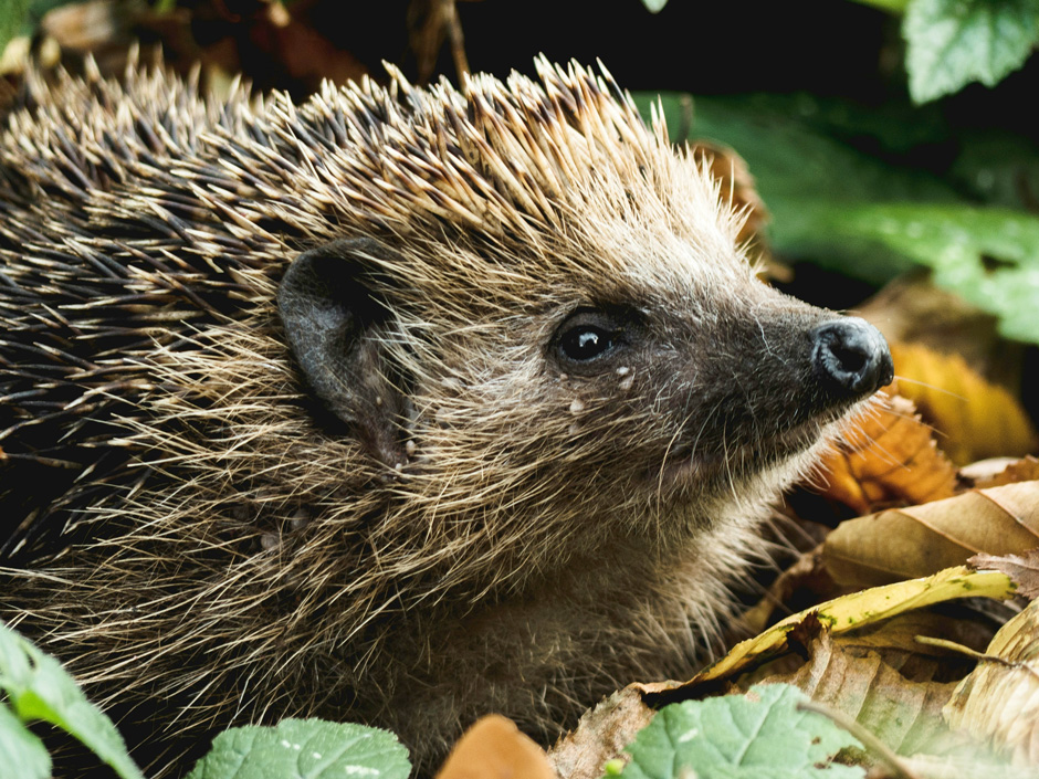 osterfeuer-sind-gefaehrlich-fuer-igel-nager-insekten-voegel Osterfeuer sind nicht nur gefährlich für Igel und Nager, sondern auch für Insekten und Vögel.