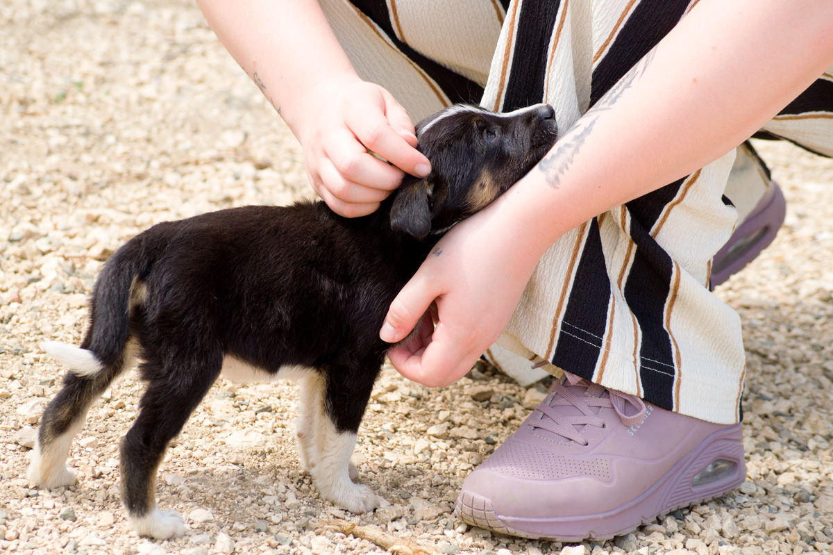 koennen-sich-hunde-verlieben-tierschutzverein-tierfairliebt Können sich Hunde verlieben?