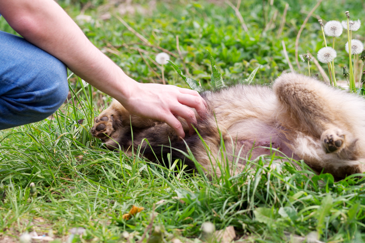 liebe-empfinden-hund-bauch-zeigen-tierschutzverein-tierfairliebt Liebe empfinden - Hunde haben Signale wie das Bauch zeigen.