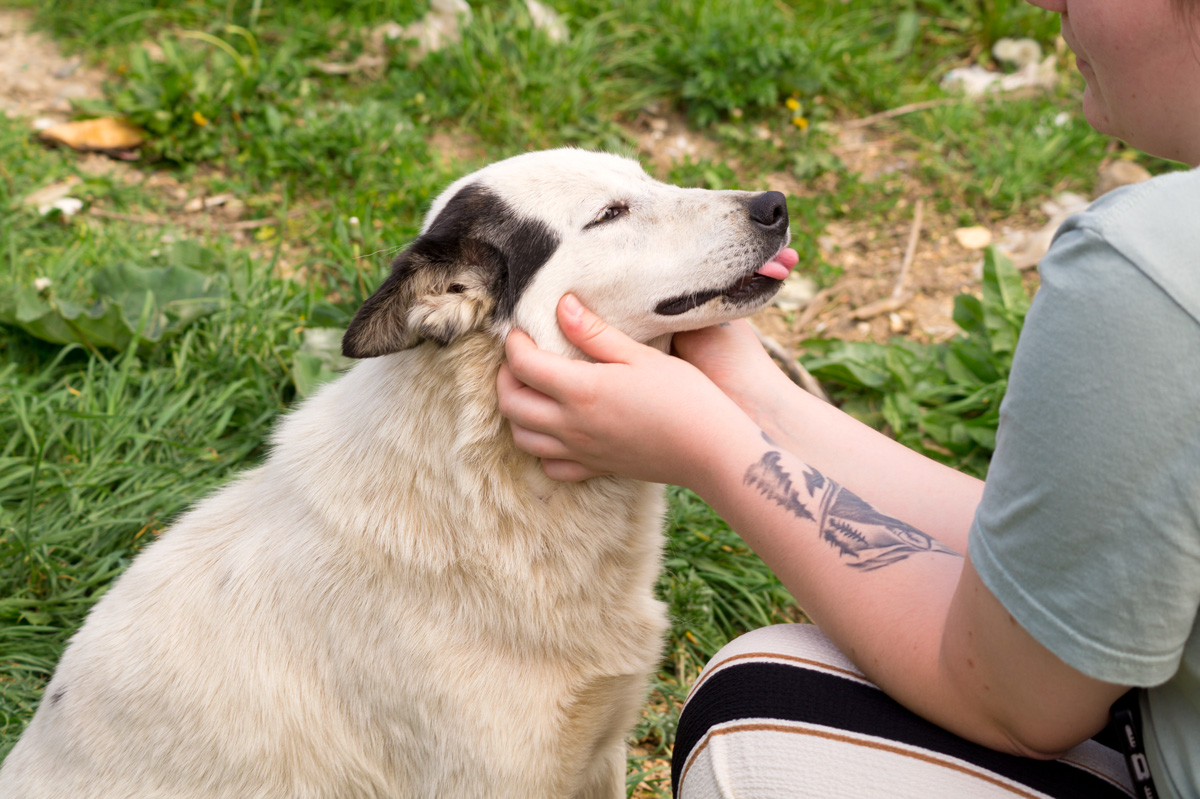 liebe-empfinden-hund-glueckshormon-ausschuetten-tierschutzverein-tierfairliebt Können Hunde Liebe empfinden und welches Glückshormon diese beim Menschen auslösen.