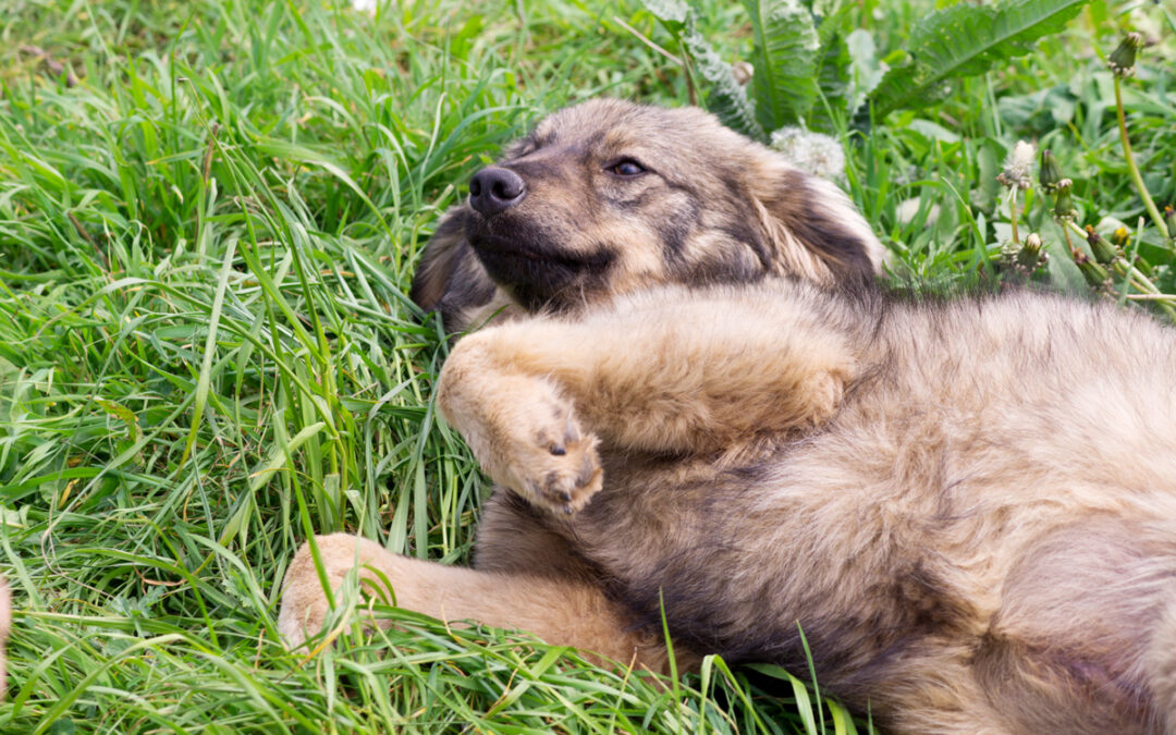 Oxyctocin ausschütten - Glückshormon Tierschutzverein Tierfairliebt e.V.