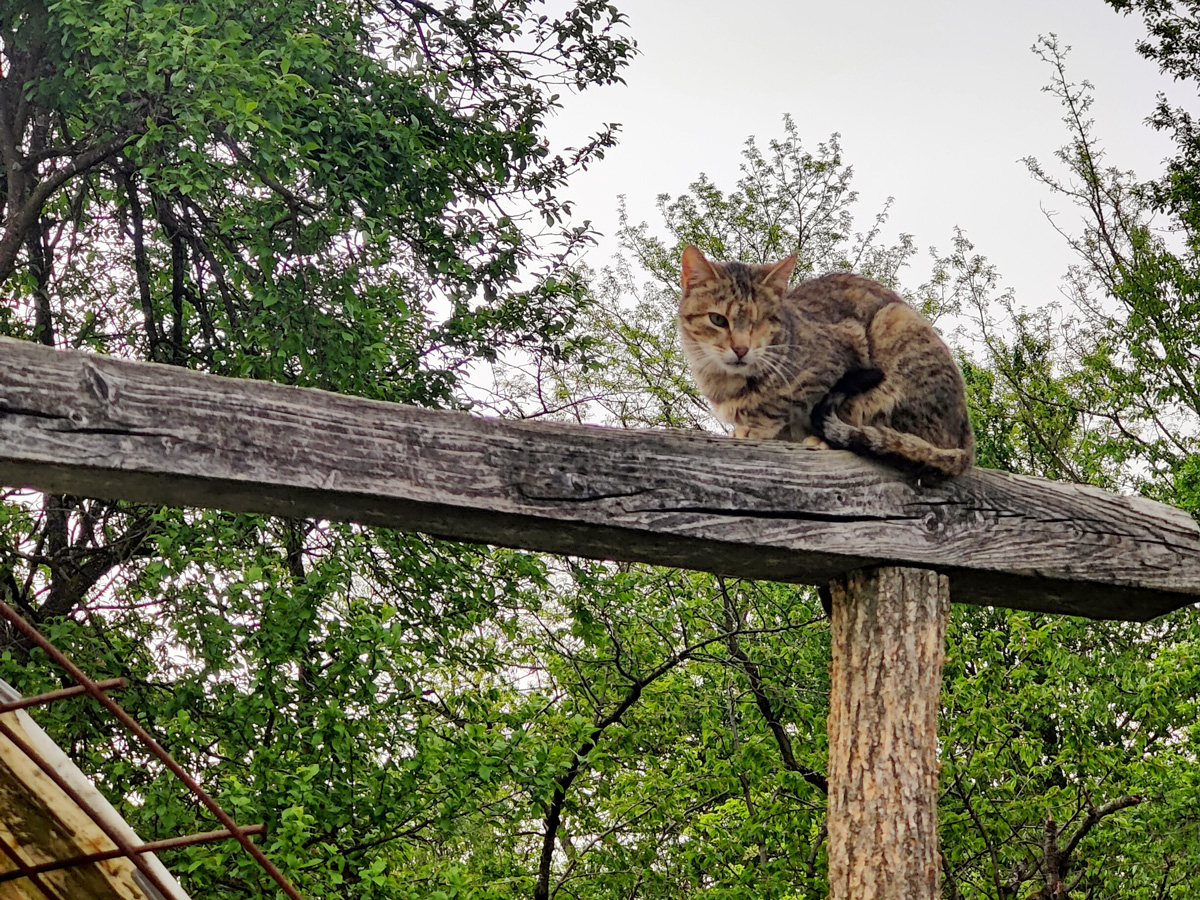zecken-bei-katzen-tierfairliebt-tierschutzverein Zecken bei Katzen