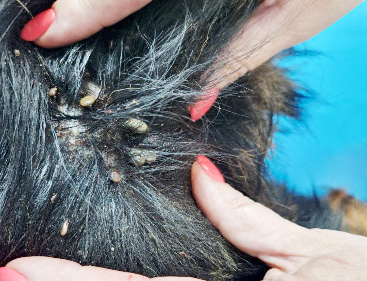 zecken-im-dichten-fell-eines-hundes-tierfairliebt-tierschutzverein Zecken im dichten Fell eines Hundes