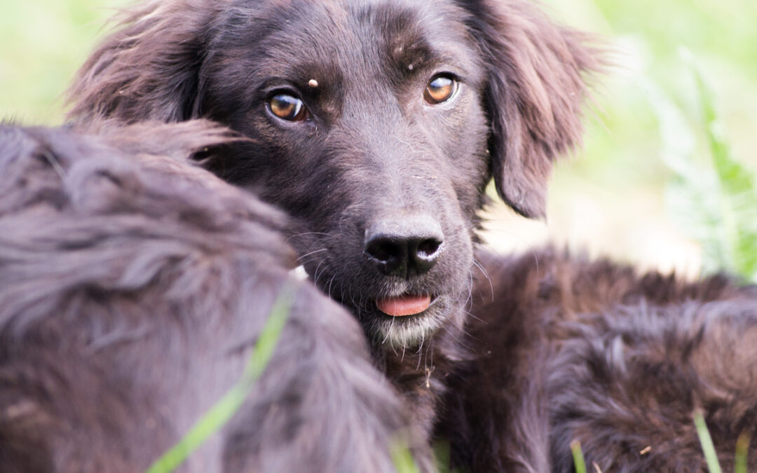 Zeckenzeit Gefahr für Hunde und Katzen - hilfreicher Schutz vor Zecken