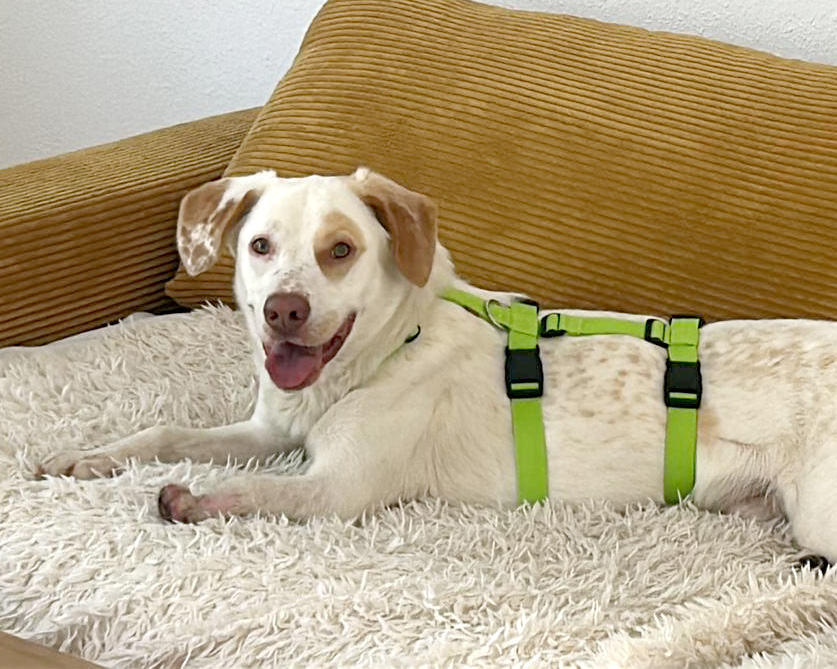 hilfe-fuer-luke-auf-der-pflegestelle-nummer-1-bei-hundetrainerin_02 Hilfe für Luke - liegender Labrador-Mix auf der Couch der Pflegestelle der Hundetrainerin
