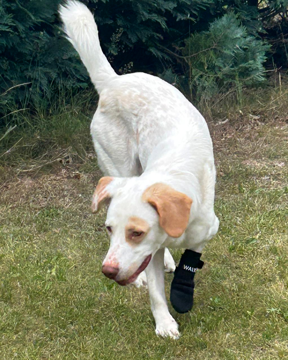 hilfe-fuer-luke-auf-der-pflegestelle-nummer-1-bei-hundetrainerin_03 Hilfe für Luke - laufender Labrador-Mix auf der Pflegestelle der Hundetrainerin
