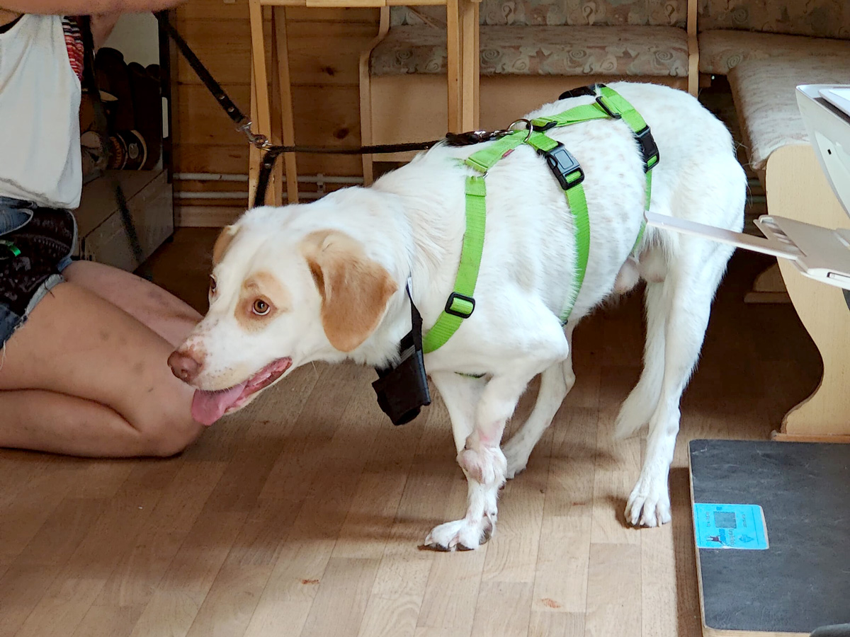 hilfe-fuer-luke-auf-drei-beinen-tierfairliebt-ev-tierschutzverein-berlin-hundepension-pflegestelle-gesucht Luke auf der zweiten Hundepension