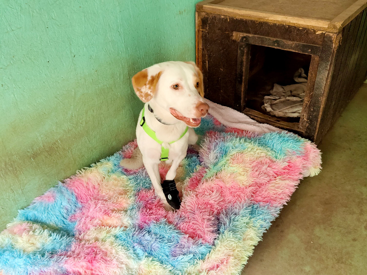 hilfe-fuer-luke-auf-drei-beinen-tierfairliebt-ev-tierschutzverein-berlin-hundepension Luke auf der zweiten Hundepension