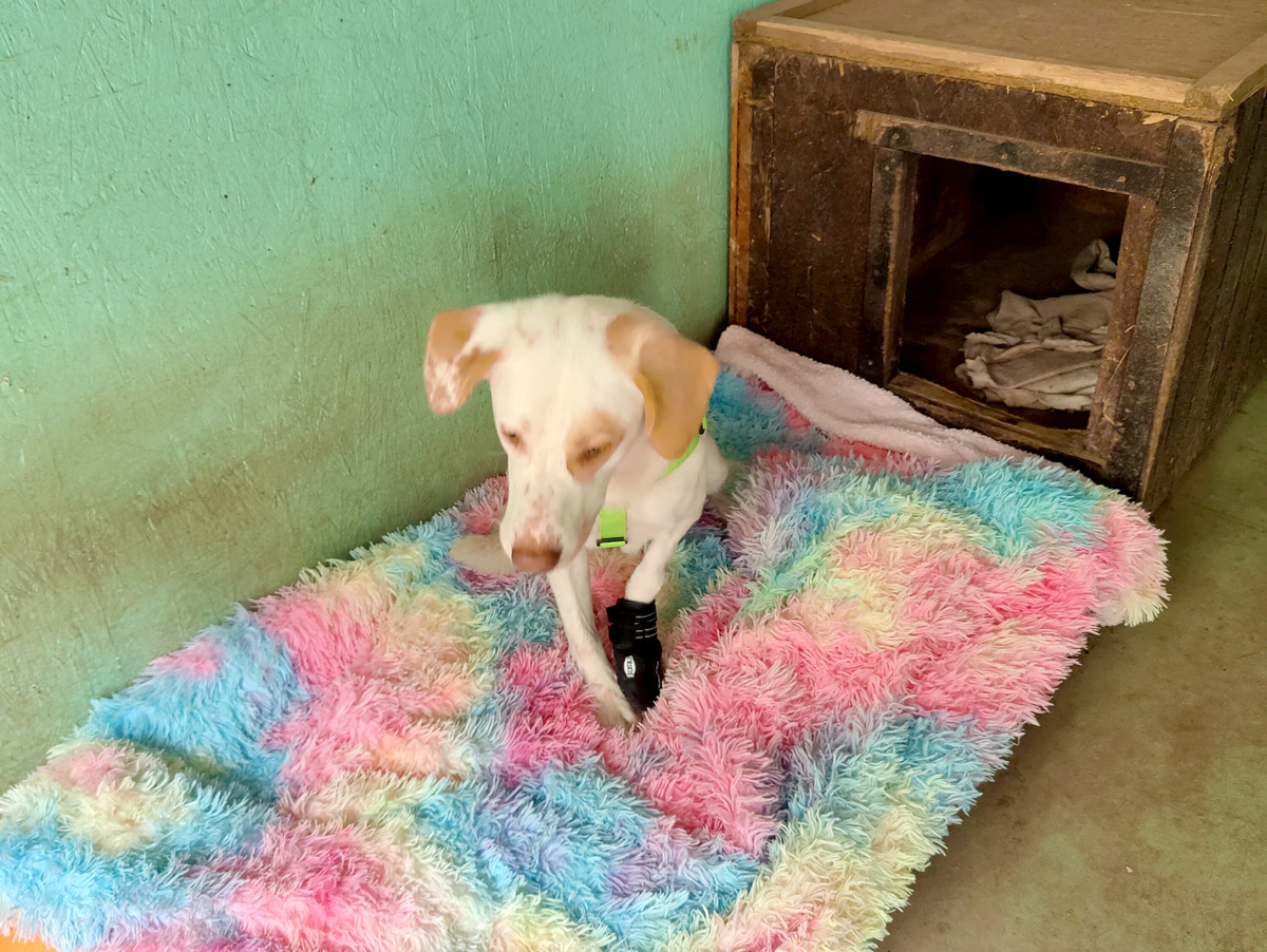 hilfe-fuer-luke-auf-drei-beinen-tierfairliebt-ev-tierschutzverein-berlin Luke auf der zweiten Hundepension