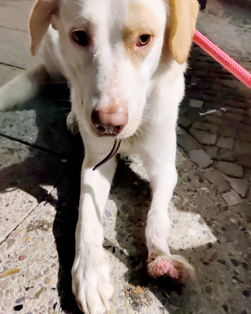 hilfe-fuer-luke-nach-erster-hundepension-entzuendete-pfote_02 Labrador-Mix Lukes Zustand nach Rausholen bei der ersten Hundepension