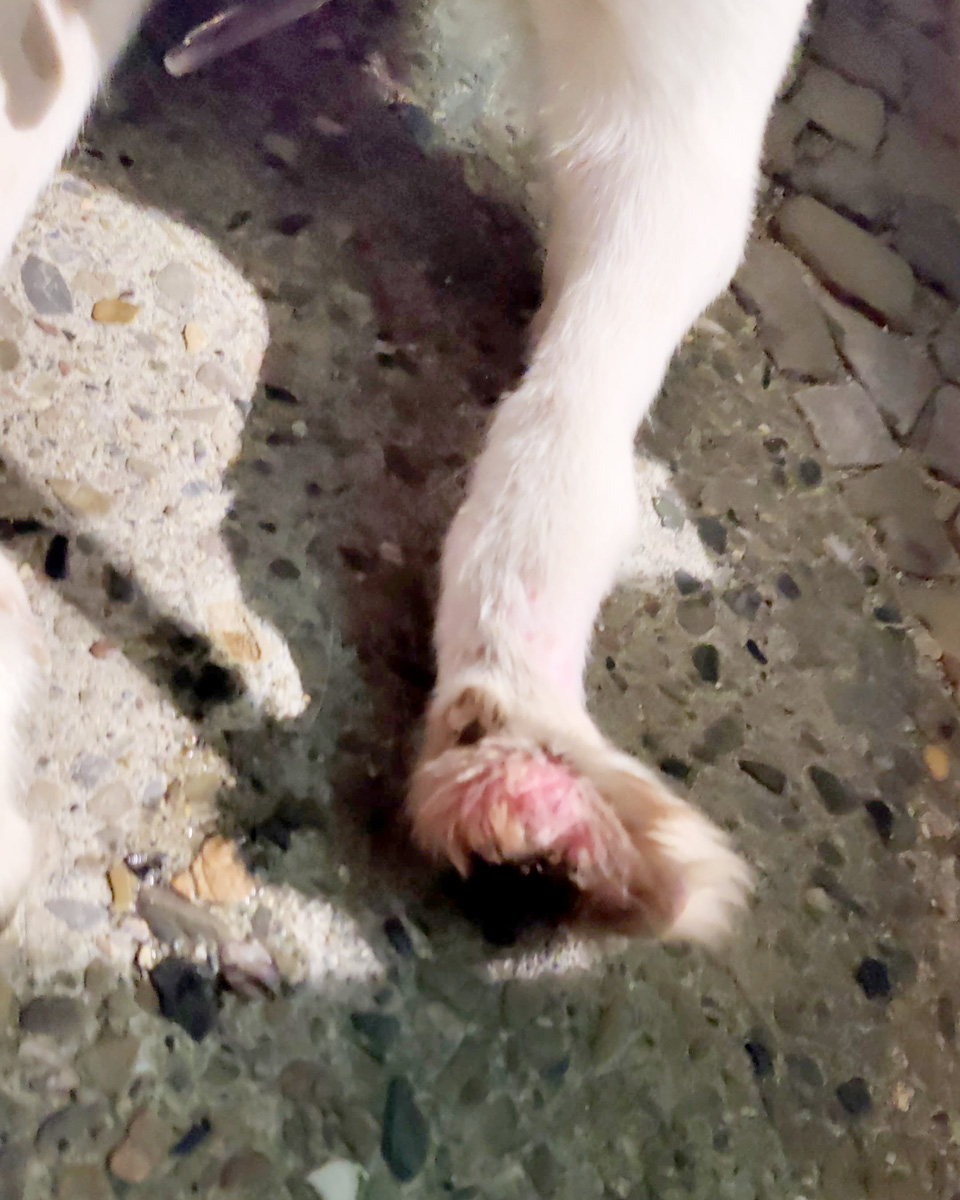 hilfe-fuer-luke-nach-erster-hundepension-entzuendete-pfote_03 Lukes entzündete Pfote